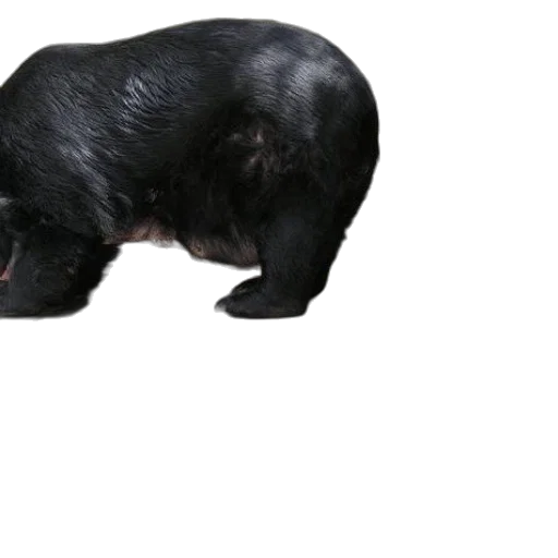 animal, creature, hair, staff transparent PNG cut-out