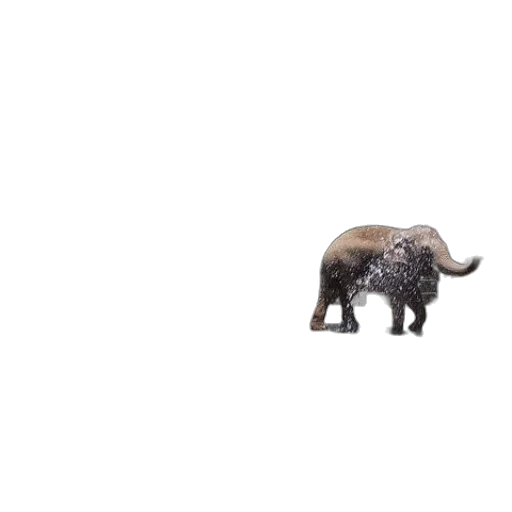 animal, creature, car, umbrella transparent PNG cut-out