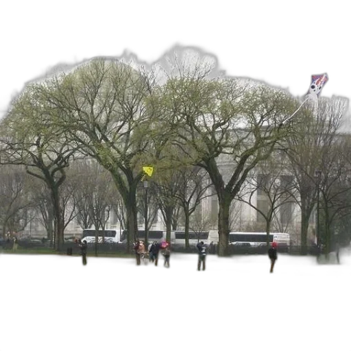 tree, umbrella, crown, concept art transparent PNG cut-out