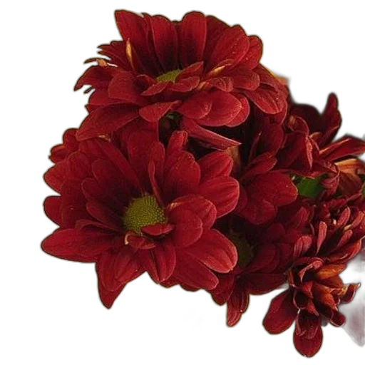 flower, crown, jewelry, photorealistic transparent PNG cut-out