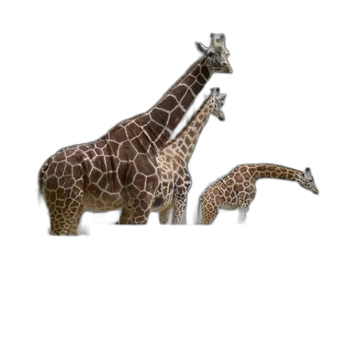 animal, creature, jewelry, hat transparent PNG cut-out