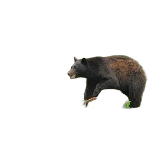 animal, creature, food, weapon transparent PNG cut-out