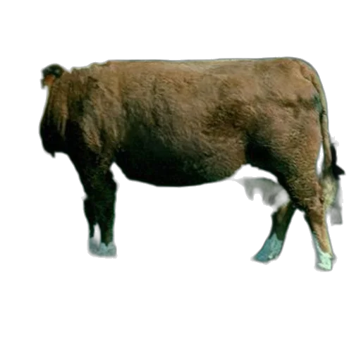 animal, creature, food, staff transparent PNG cut-out