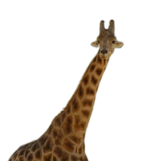 animal, creature, staff, jewelry transparent PNG cut-out