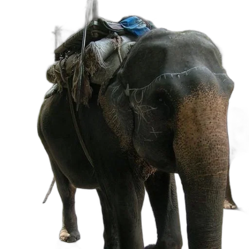 animal, staff, mask, jewelry transparent PNG cut-out