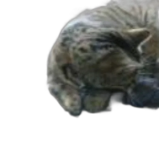 animal, creature, hat, face transparent PNG cut-out
