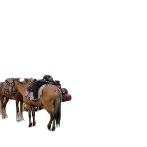 animal, car, hat, furniture transparent PNG cut-out
