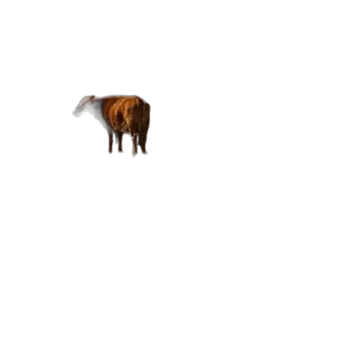animal, creature, furniture, hair transparent PNG cut-out