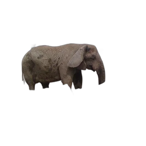 animal, creature, staff, hat transparent PNG cut-out