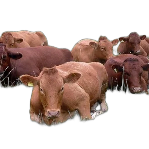 animal, food, jewelry, photorealistic transparent PNG cut-out
