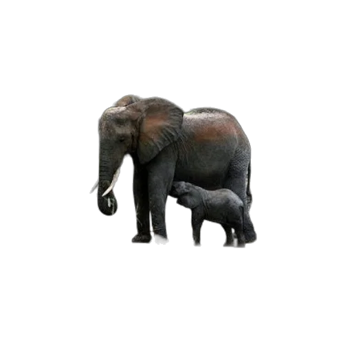 animal, creature, staff, jewelry transparent PNG cut-out