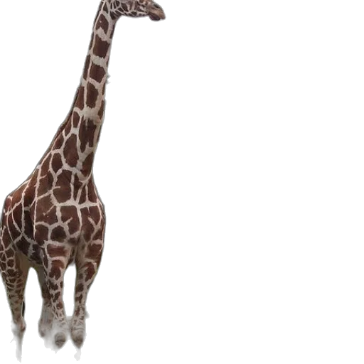 animal, creature, staff, hat transparent PNG cut-out