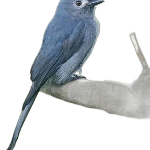 animal, staff, creature, weapon transparent PNG cut-out