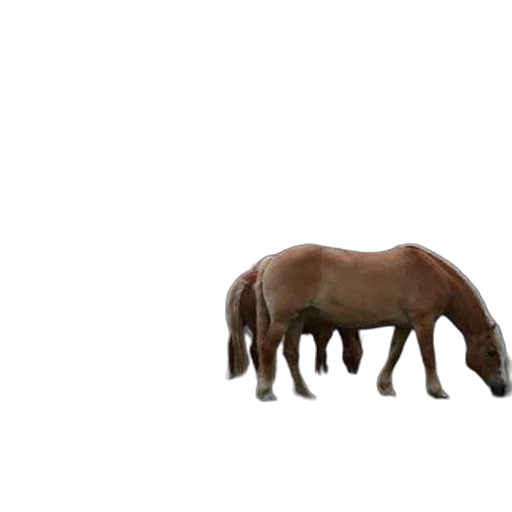animal, creature, hair, furniture transparent PNG cut-out