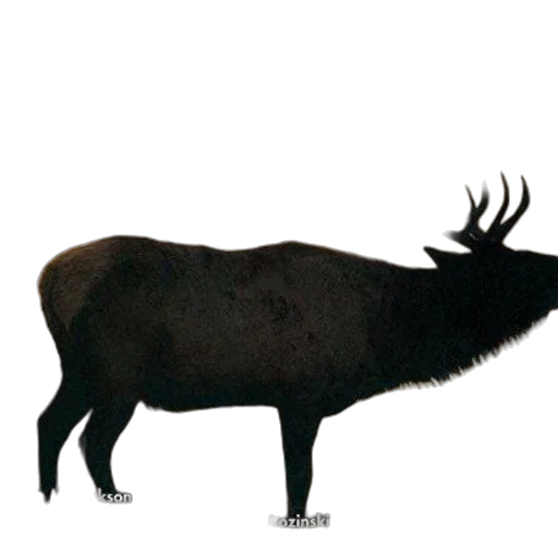 animal, creature, crown, hair transparent PNG cut-out