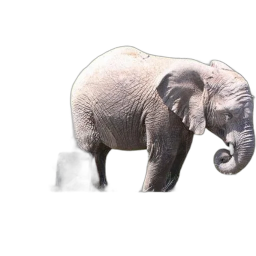 animal, creature, staff, face transparent PNG cut-out