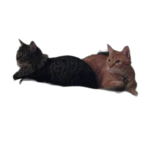 animal, furniture, creature, staff transparent PNG cut-out
