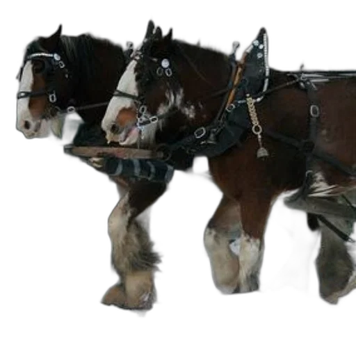animal, robot, staff, car transparent PNG cut-out