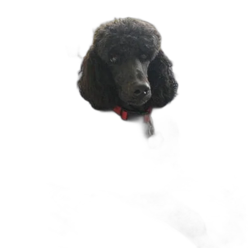 animal, creature, hat, staff transparent PNG cut-out