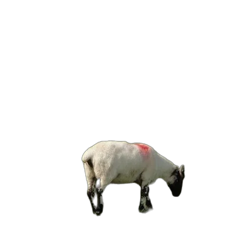 animal, creature, food, hat transparent PNG cut-out