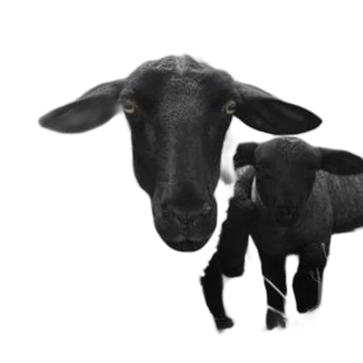 animal, creature, face, mask transparent PNG cut-out