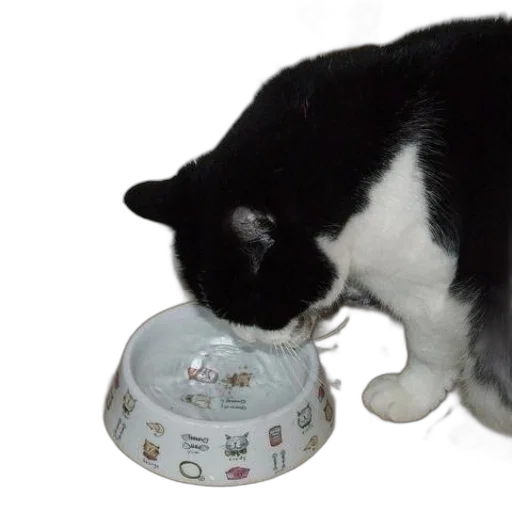 food, black, white, cat transparent PNG cut-out