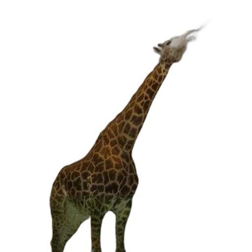 animal, creature, staff, weapon transparent PNG cut-out
