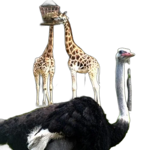 animal, creature, hat, concept art transparent PNG cut-out