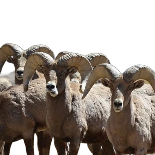 animal, group, bighorn, sheep transparent PNG cut-out