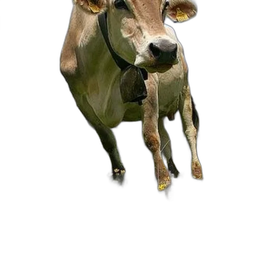 animal, creature, mask, face transparent PNG cut-out