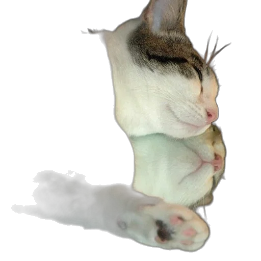 staff, animal, creature, shoes transparent PNG cut-out