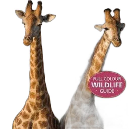 animal, full-color, wildlife, guide transparent PNG cut-out