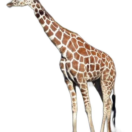 animal, creature, staff, weapon transparent PNG cut-out