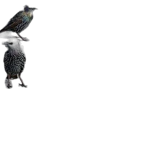 animal, creature, dragon, robot transparent PNG cut-out