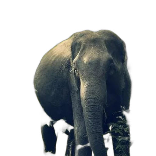 animal, creature, staff, umbrella transparent PNG cut-out