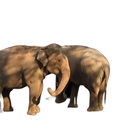 animal, creature, 3d render, concept art transparent PNG cut-out