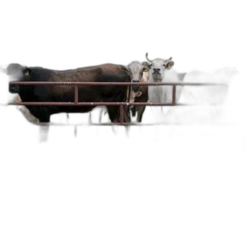 animal, weapon, sword, staff transparent PNG cut-out