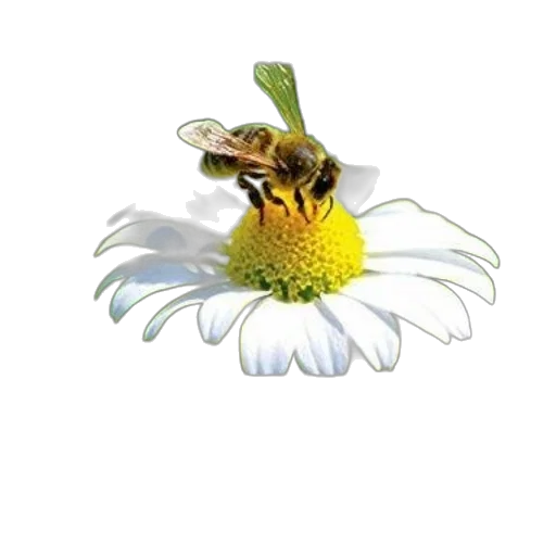 flower, animal, staff, crown transparent PNG cut-out