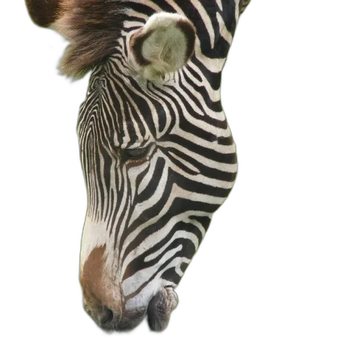animal, creature, hat, face transparent PNG cut-out