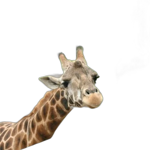 animal, creature, staff, face transparent PNG cut-out