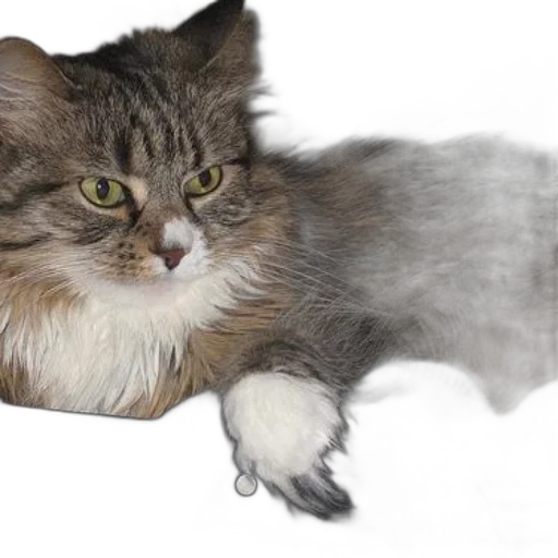 animal, creature, staff, hair transparent PNG cut-out