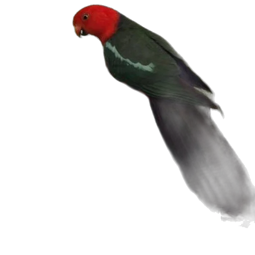 animal, creature, staff, weapon transparent PNG cut-out
