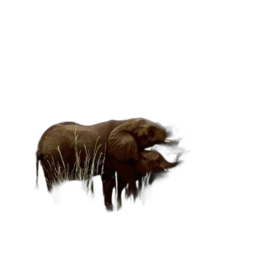 animal, creature, hair, staff transparent PNG cut-out