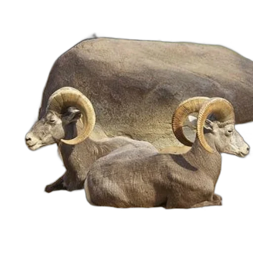 animal, jewelry, furniture, hat transparent PNG cut-out