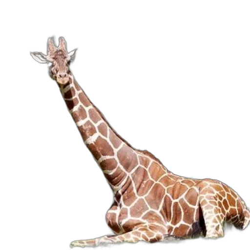 animal, creature, staff, shoes transparent PNG cut-out
