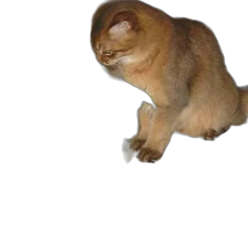 animal, creature, staff, hair transparent PNG cut-out