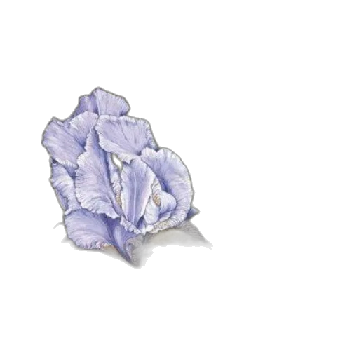 flower, jewelry, crown, hat transparent PNG cut-out
