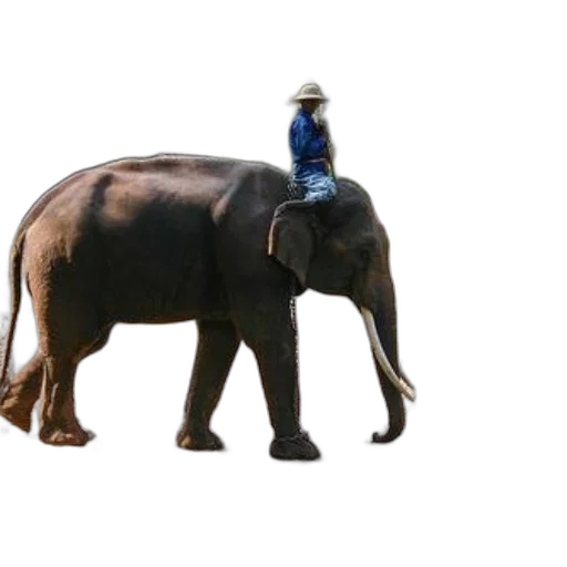 animal, bottle, hat, staff transparent PNG cut-out