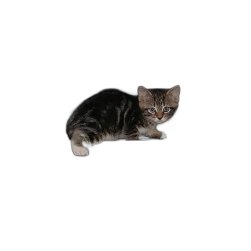 animal, staff, creature, furniture transparent PNG cut-out