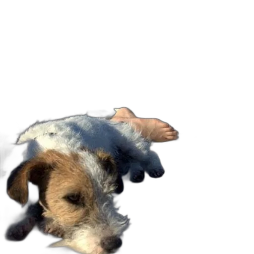 animal, creature, hat, staff transparent PNG cut-out